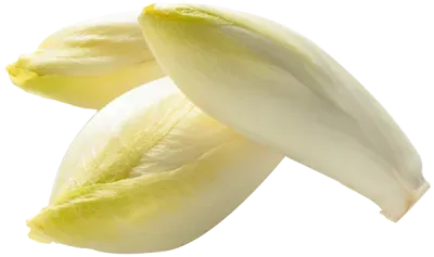 Endives | Louis Bonduelle Foundation